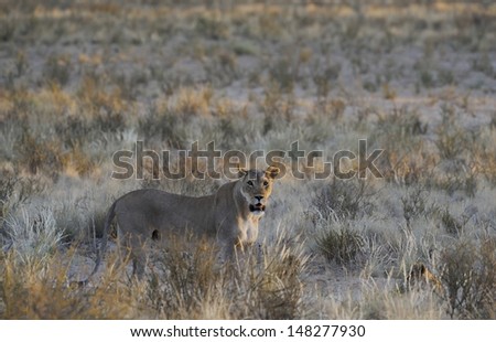 African Lion (Panthera leo). female hunting at dusk, kalahari desert, South Africa