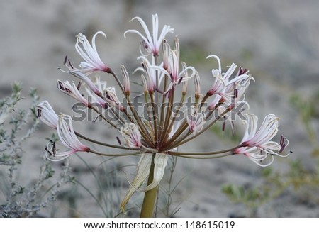 Desert lily (Nerine lacticoma). flowers after rain. very poisonous to livestock.  Kalahari desert, South Africa