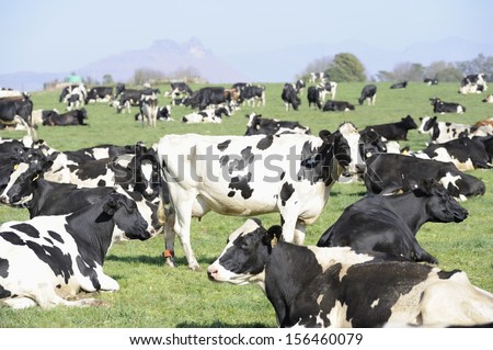 Holstein Dairy Herd. A herd of Holstein cattle await milking in a pasture on a dairy farm, Underberg, South Africa.