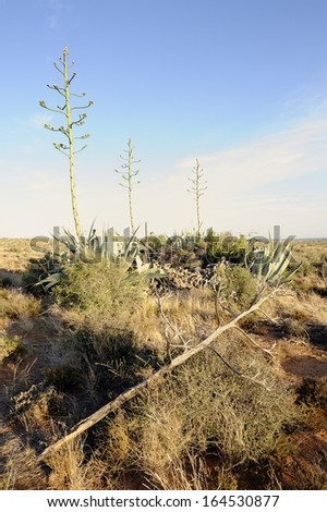 Agave cactus in the Karroo, Eastern cape, South Africa  The plants were introduced by sheep farmers for use as silage during times of drought