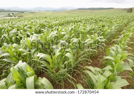 close up of healthy young maize  plants (corn) growing in a field, summertime, Kwazulu Natal, South Africa