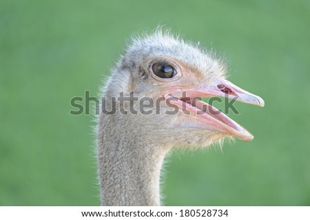 Ostrich (Struthio camelus) in the Kalahari desert, northern cape, south Africa,