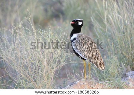 Black Koorhaan (Eupodotis afra) in the Kalahari desert, northern Cape,South Africa. A member of the bustard family found in the arid western regions of southern Africa.