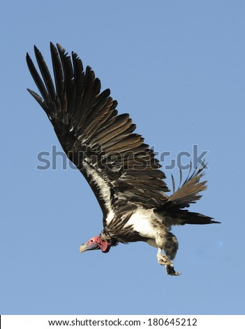 Lappet-faced Vulture (Torgos tracheliotus) in flight. largest of the African vultures at 105cm, it dominates all others when feeding at kills. Kalahari desert, northern Cape, South Africa