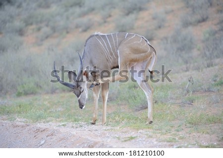 Kudu (Tragelaphus strepsiceros) young male scratching an itch  in the Kgalagadi transfrontier park.