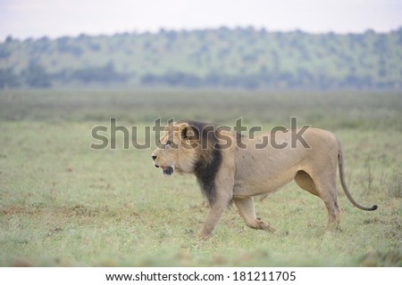 African Lion (Panthera leo). Magnificent black maned pride male patrols his territory in the Kgalagadi Transfrontier Park with intent,, Kalahari desert, northern Cape, South Africa