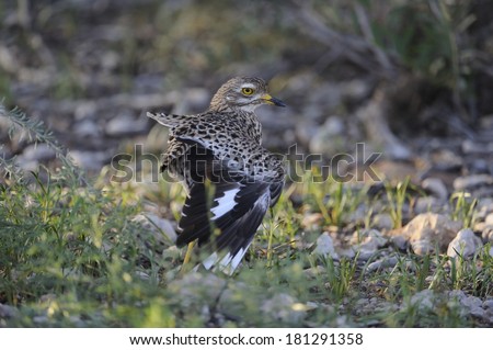 Spotted Dikkop (Thick Knee) (Burhinus capensis) in the Kalahari desert, Northern Cape, South Africa