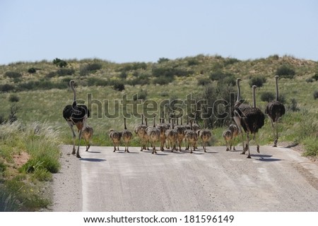 Ostrich (struthio camelus) Adults usher mixed age chicks across a dune road in the Kalahari desert,