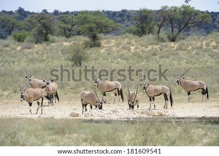 Gemsbok (Oryx gazelle) at a waterhole in the Kalahari desert. Good rains have turned the desert temporarily green.