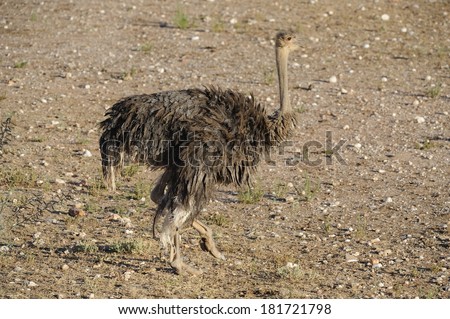 Female Ostrich (Struthio camelus), Northern Cape, South Africa