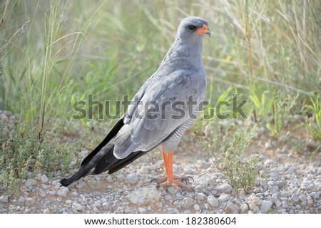 Pale Chanting Goshawk (Melierax canorus) feeding on the ground  after good rains in the Kalahari Desert, Norther Cape, South Africa.