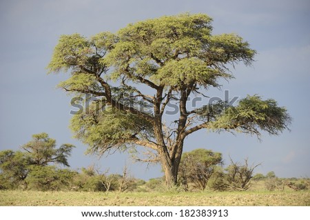 Camel Thorn Tree (Acacia erialoba). A long-lived specie highly adapted to survive severe drought and fire, they dot the landscape along fossil rivers in the Kalahari desert, South Africa.