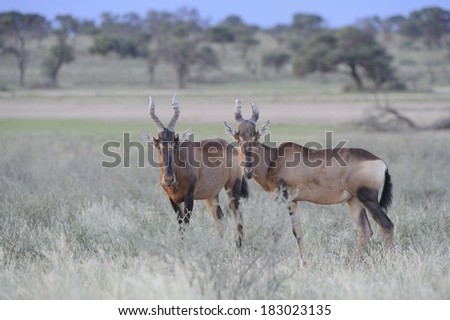Red Hartebeest (Alcelaphus caama). Fastest antelope on the veld. Alert and attentive to every rustle or movement around them. In the Kalahari desert, Kgalagadi Transfrontier Park, south Africa