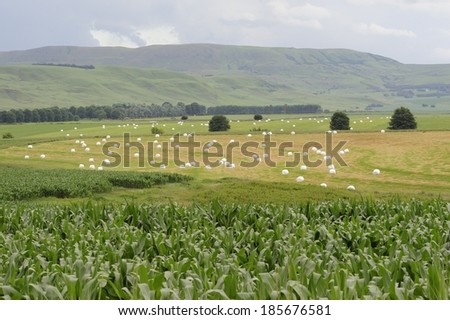 hay bales in a patchwork landscape of crops and pasture, Himeville, Kwazulu Natal, South Africa
