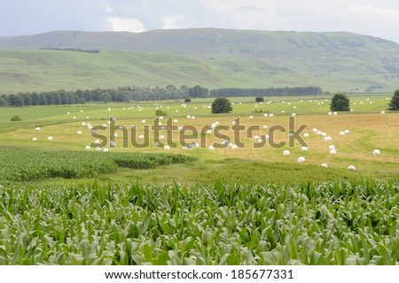 hay bales in a patchwork landscape of crops and pasture, Himeville, Kwazulu Natal, South Africa