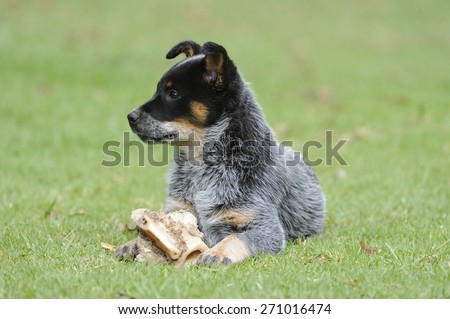 Australian Cattle Dog. Pedigree Puppy aged 10 weeks. Eating a bone.  aka Blue Heelers.