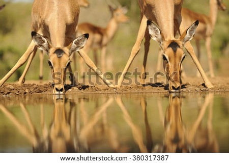 Impala (aepyceros melampus) reflected in waterhole while drinking. Zululand, South Africa