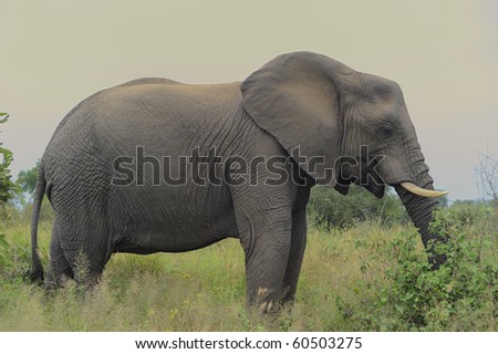 african elephant.  (Loxodonta africana) young bull, NHLOWA, SOUTHERN KRUGER National Park, SOUTH AFRICA