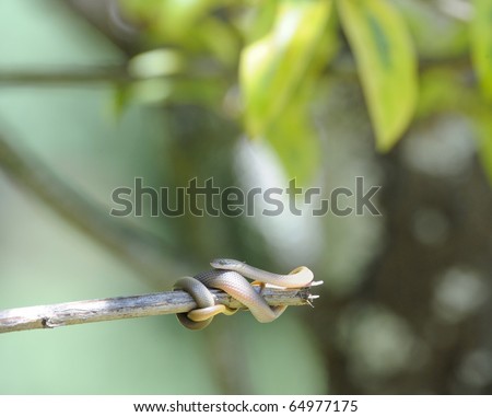 Red Lipped Herald Snake. Juvenile (Crotaphopeltis Hotam