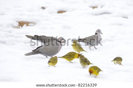 BIRDS IN SNOW. doves and weavers search for food in freshly fallen snow