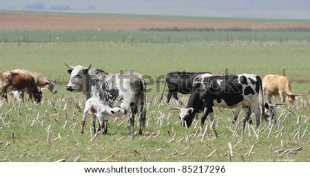 Nguni Cows