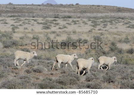 merino sheep in the karroo, northern cape, south africa