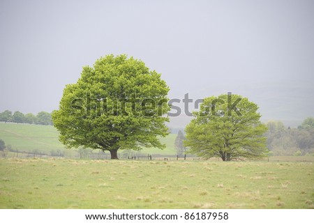 green trees and fields on a misty spring day, himeville,kwazulu natal, south africa