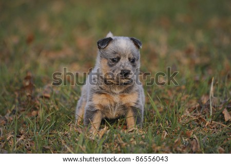 australian cattle dog (aka Blue heeler) puppy aged five weeks from the Inchgarth cattle dog stud, Himeville,south africa