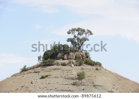 lone tree hill.. an australian eucalypt clings to life on the crest of an isolated hill, matataiele, kwazulu natal, south africa