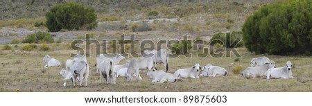 white cattle (brahman type) in a field of coastal fynbos, Mossel Bay, eastern cape, south africa