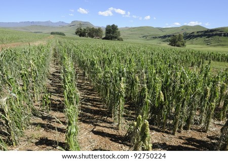 field of newly planted maize damaged by hail in the foothills of the drakensberg,kwazulu natal, south africa