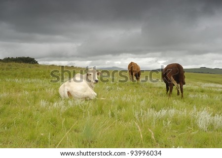 different colored cows