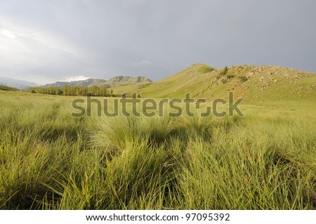 drakensberg mountain grasslands, umzimkulwana valley,underberg,kwazulu natal, south africa