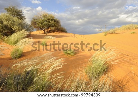 kalahari sand dune, loch broom,askam, northern cape, south africa