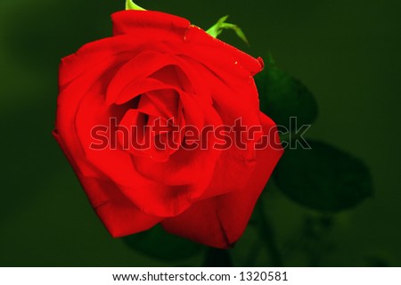 Red Rose at Night