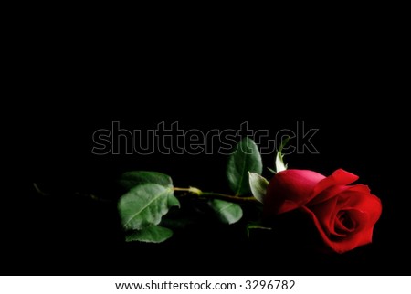 Single Red Rose on a dark place.
