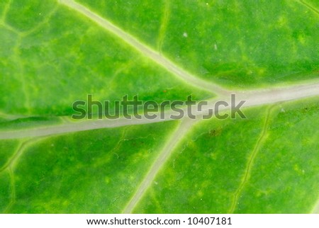 Abstract Detail of Collard Greens leaf .
