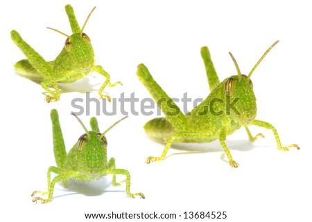 cricket insect clipart. stock photo : Insect Green