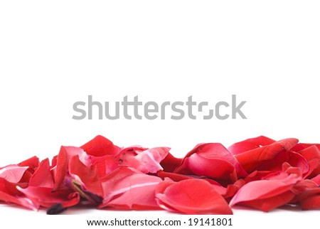 red rose flower background. stock photo : Red Rose Petals
