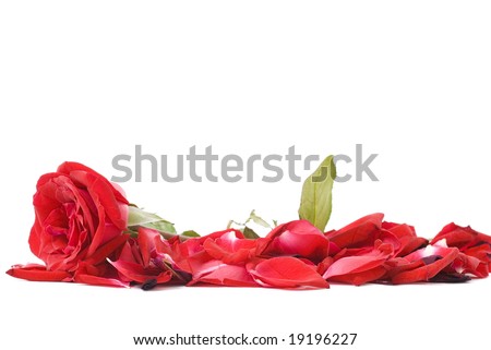 rose flower wallpaper background. hair Rose flower Wallpaper for