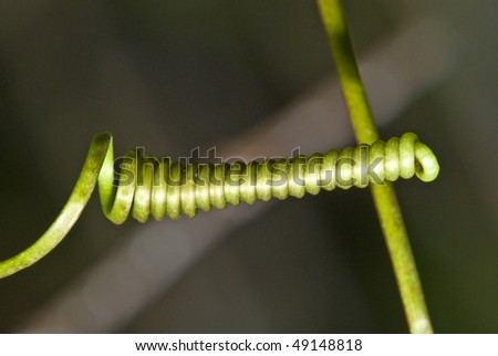 Plant in the form of a coil - spring.