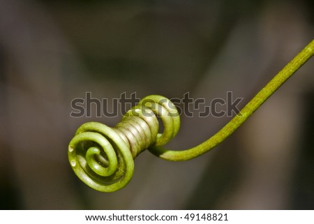 Plant in the form of a coil - spring.