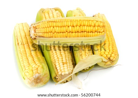 Ear of corn isolated on white background .