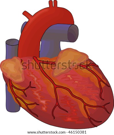 human heart diagram with labels. Human Heart Diagram Without