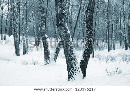 Winter birch forest