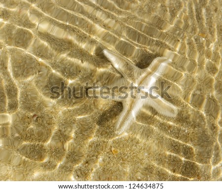 Starfish on the clean sand  underwater.