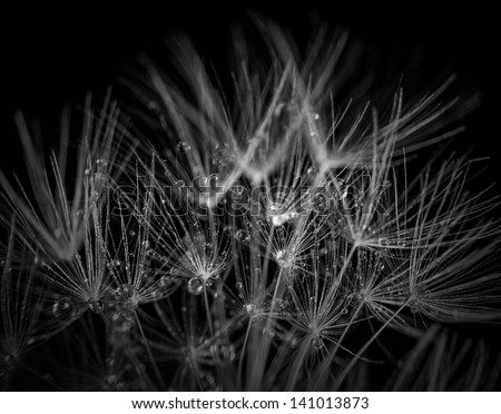 The seeds of new life. Macro. Abstract photo.