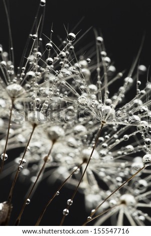 The seeds of new life. Macro. Abstract photo.
