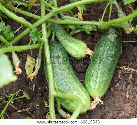 Green cucumbers on a bed. Cucumbers grown up under natural conditions.