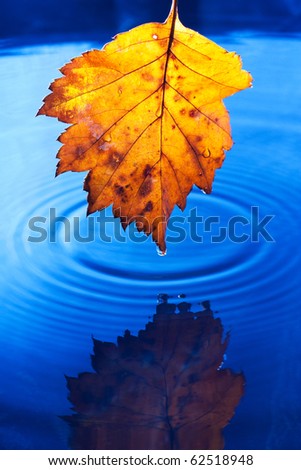Autumn yellow leaf with drops in the rain on a dark blue background. Under leaf - a pool.